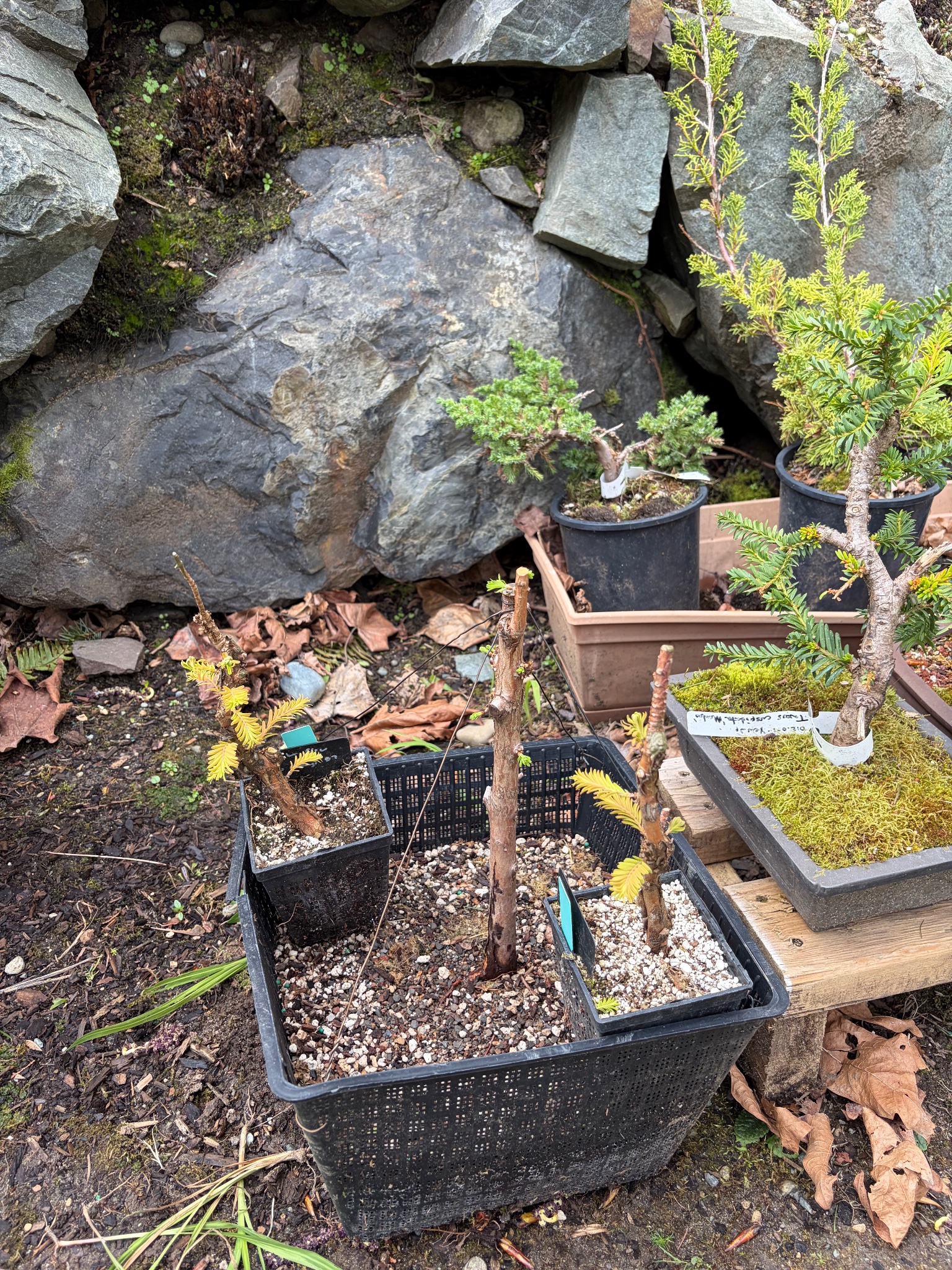 Dawn Redwood 4 — Observation — 2026-03-29