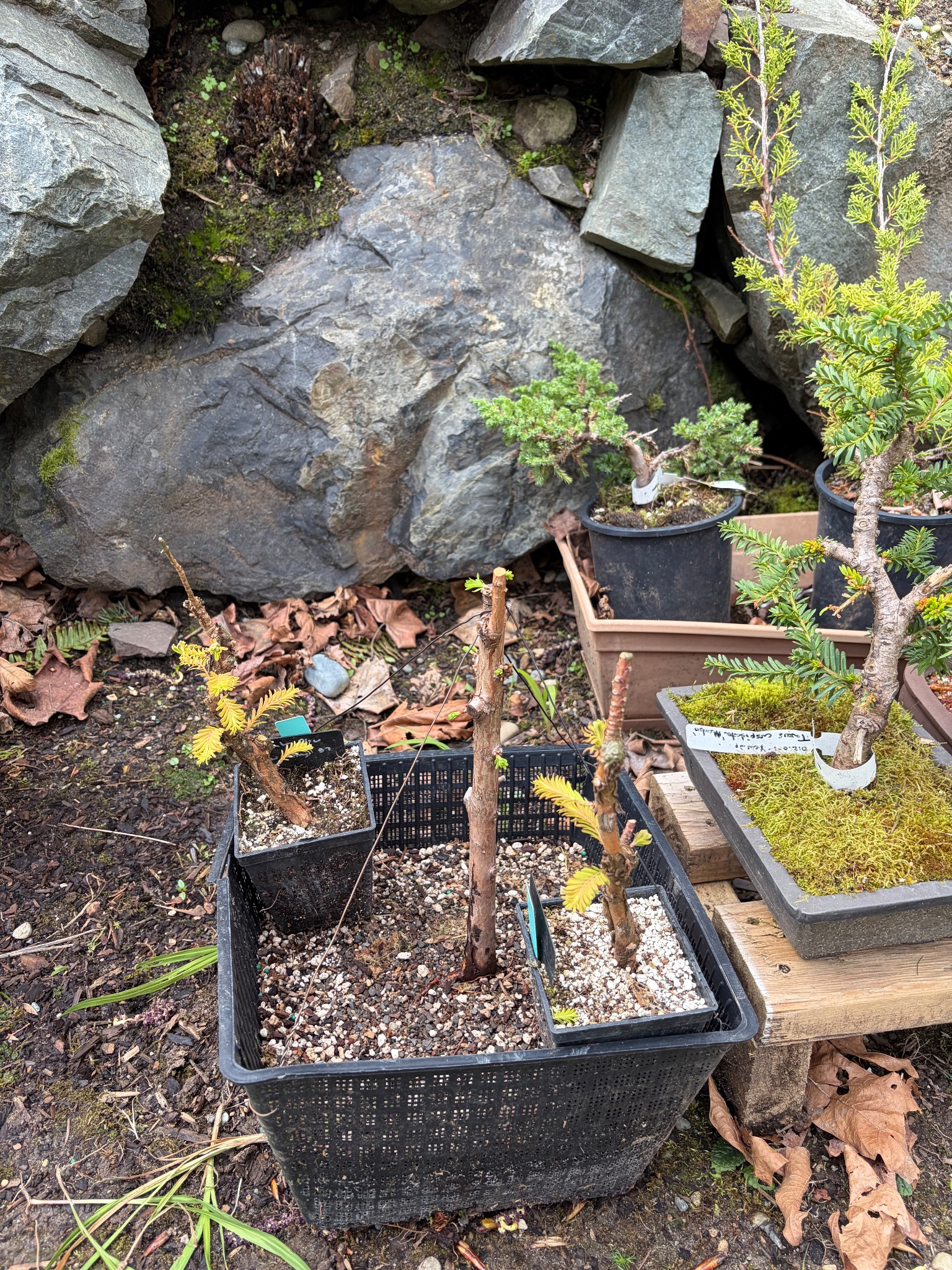 Dawn Redwood 5 — Observation — 2026-03-29