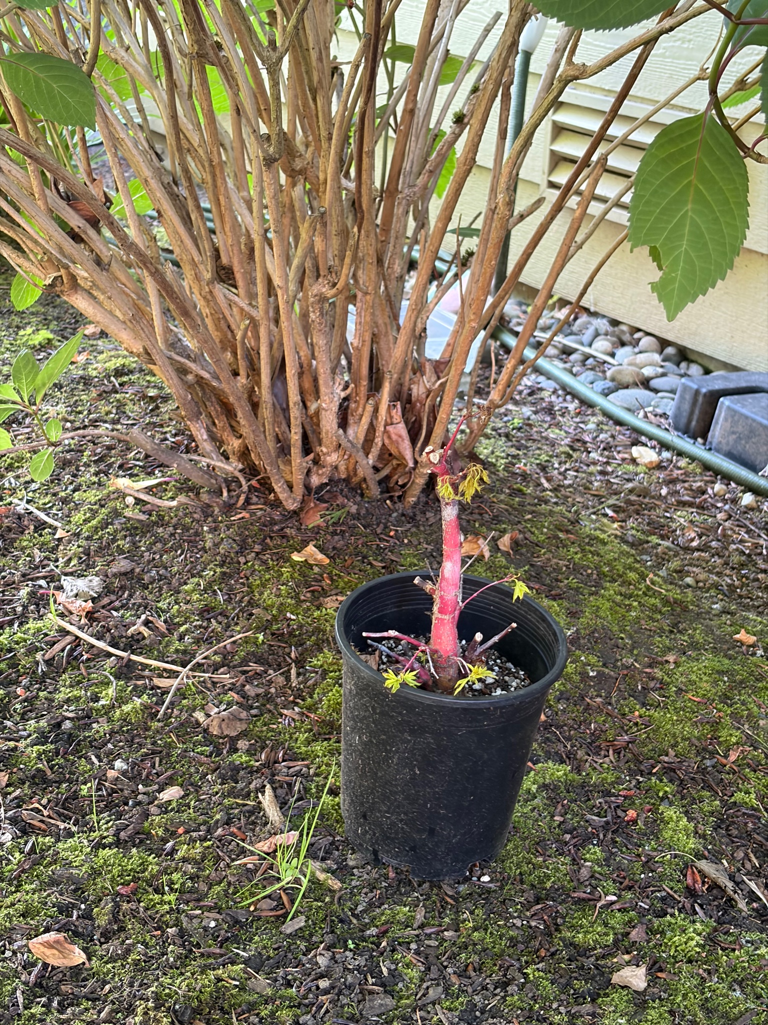 Japanese Maple 9 — Repot — 2026-05-15