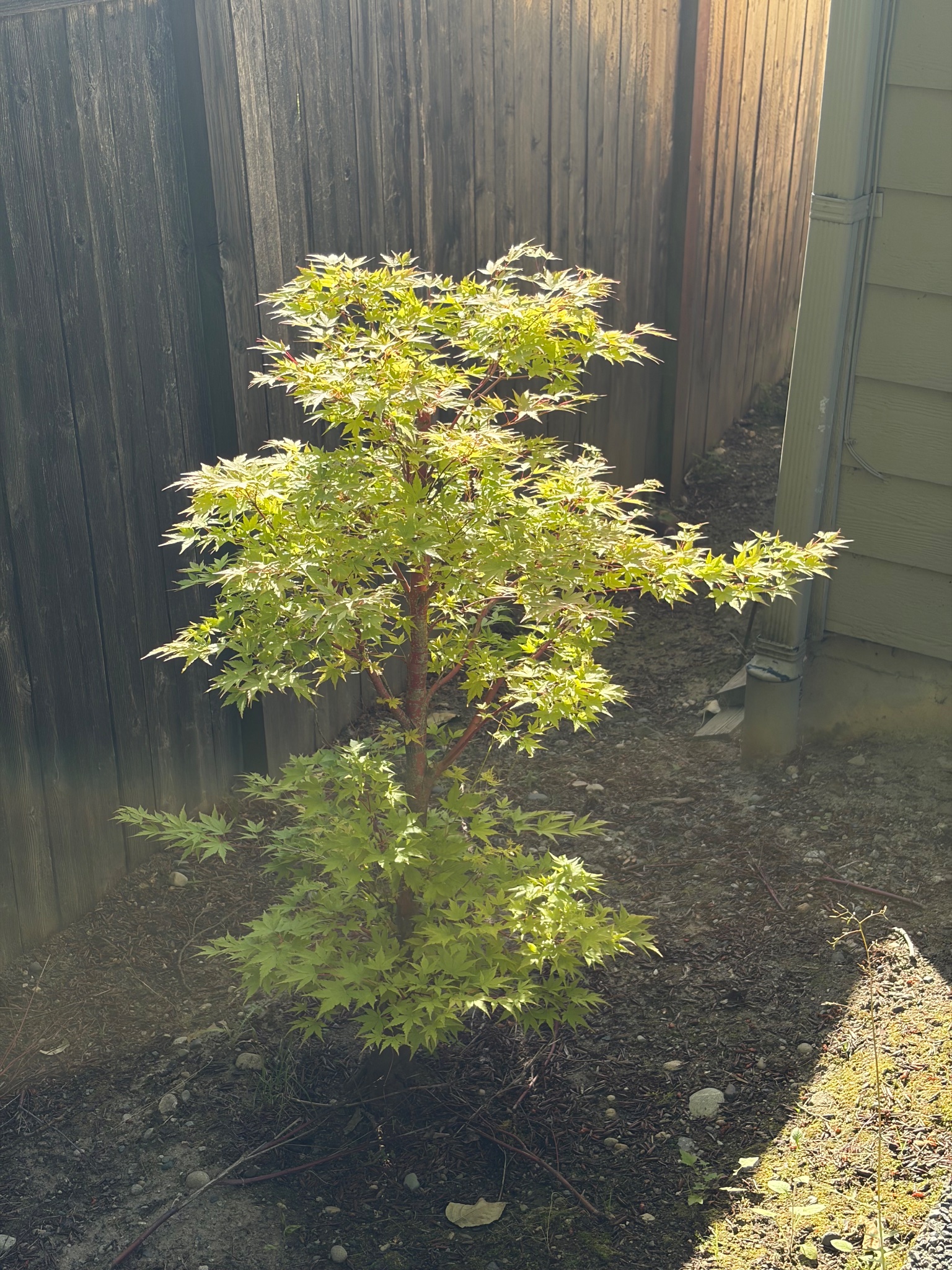 Japanese Maple 9 — Repot — 2026-05-15