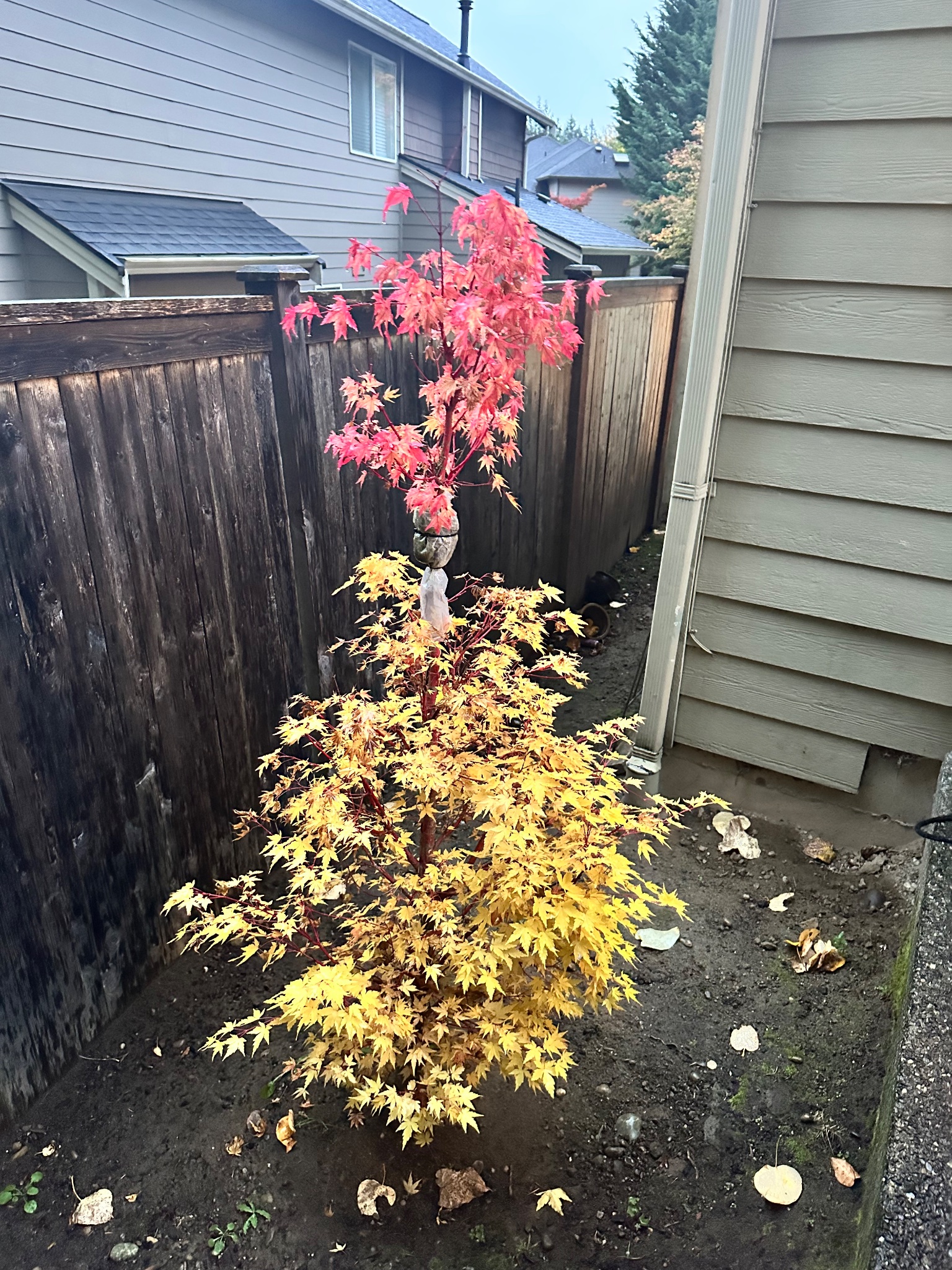 Japanese Maple 9 — Repot — 2026-05-15