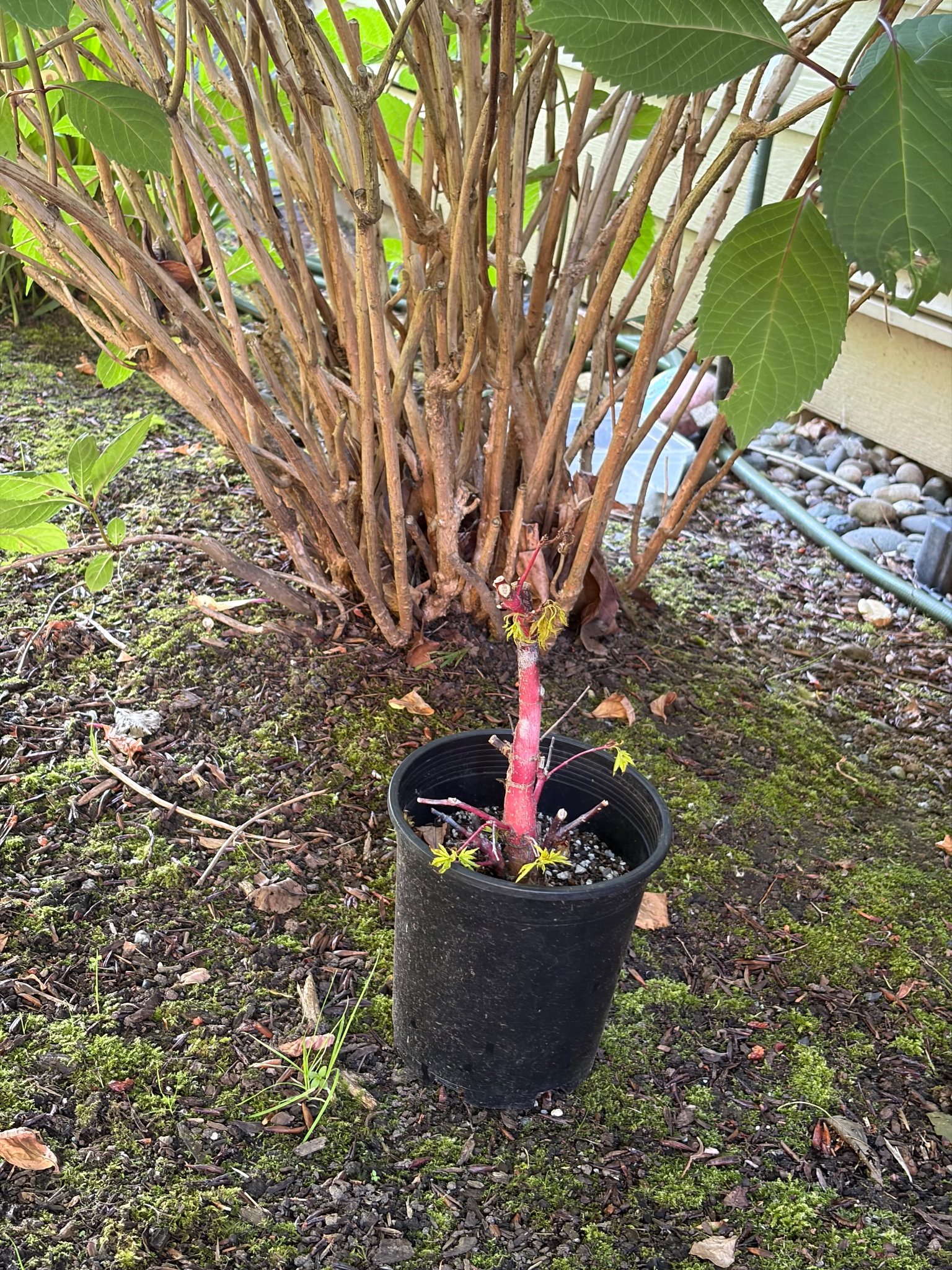 Japanese Maple 9 — Repot — 2026-05-15