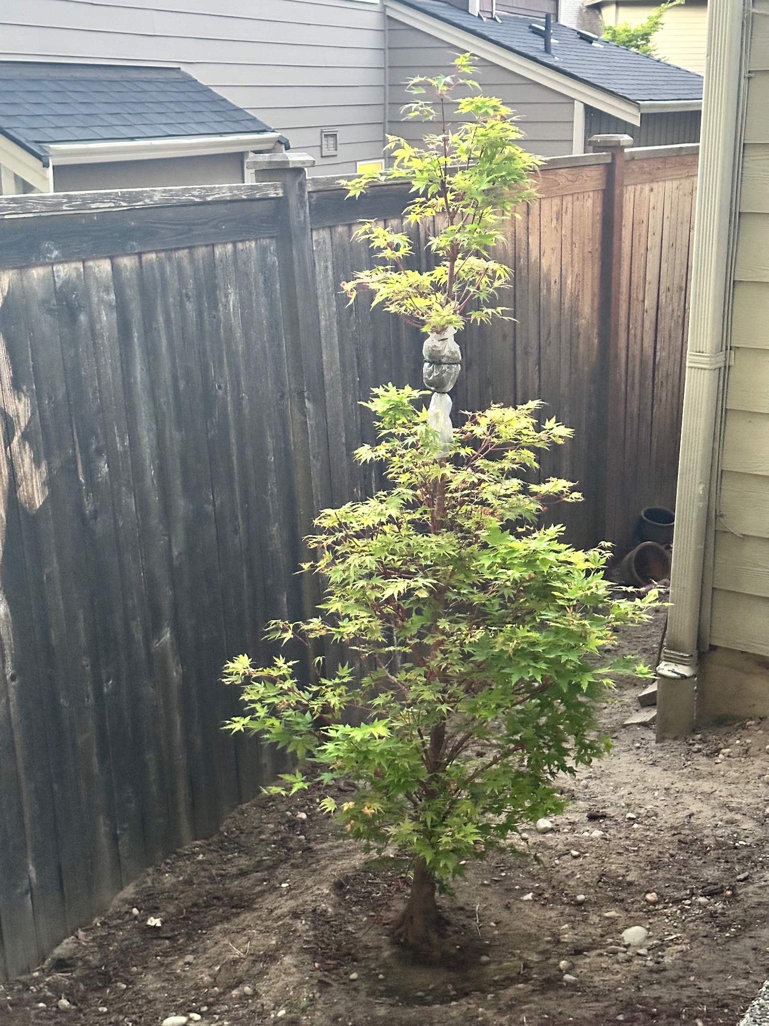 Japanese Maple 9 — Repot — 2026-05-15