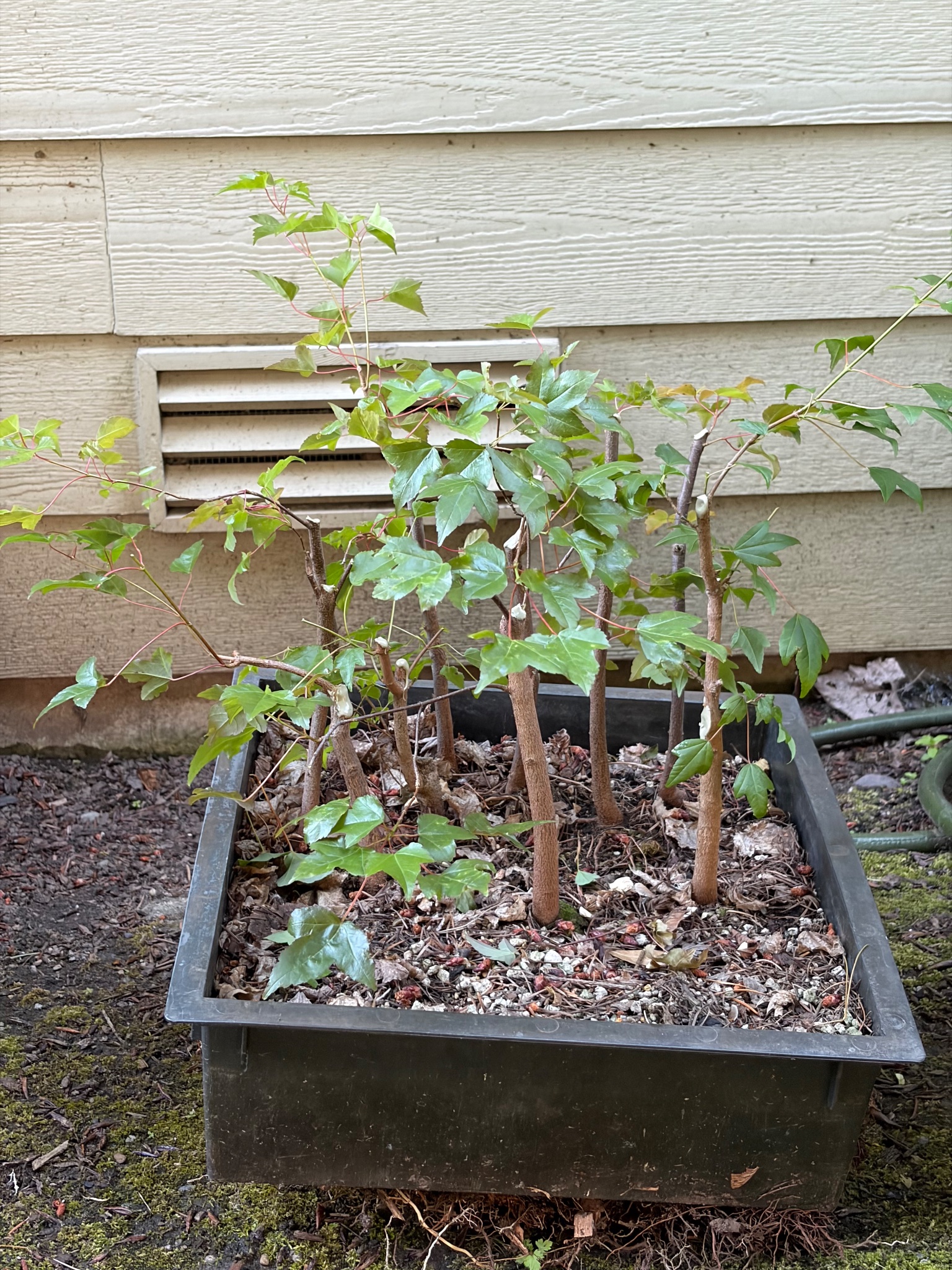 Trident Maple 2 — Prune — 2026-06-13