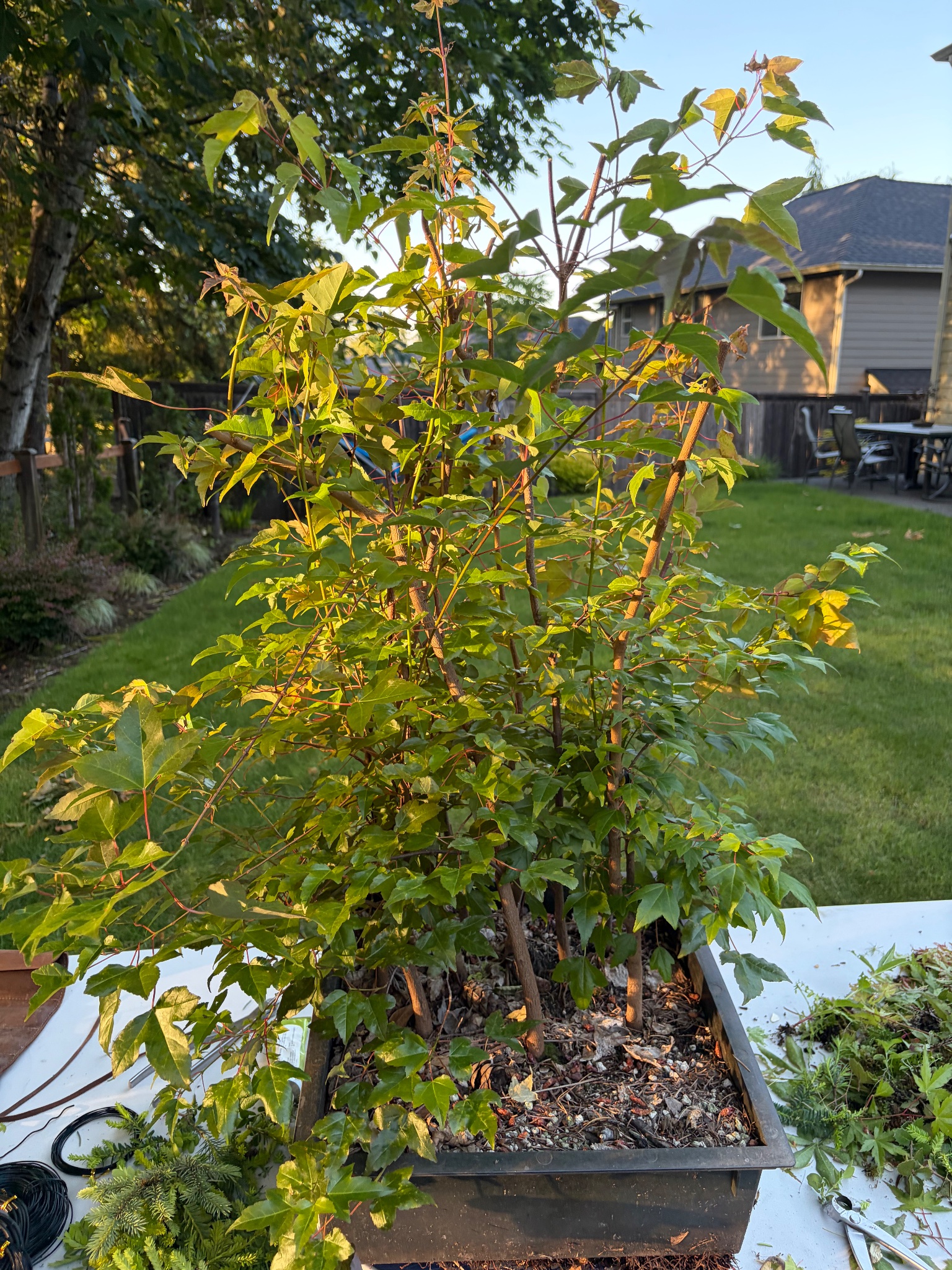 Trident Maple 2 — Prune — 2026-06-13
