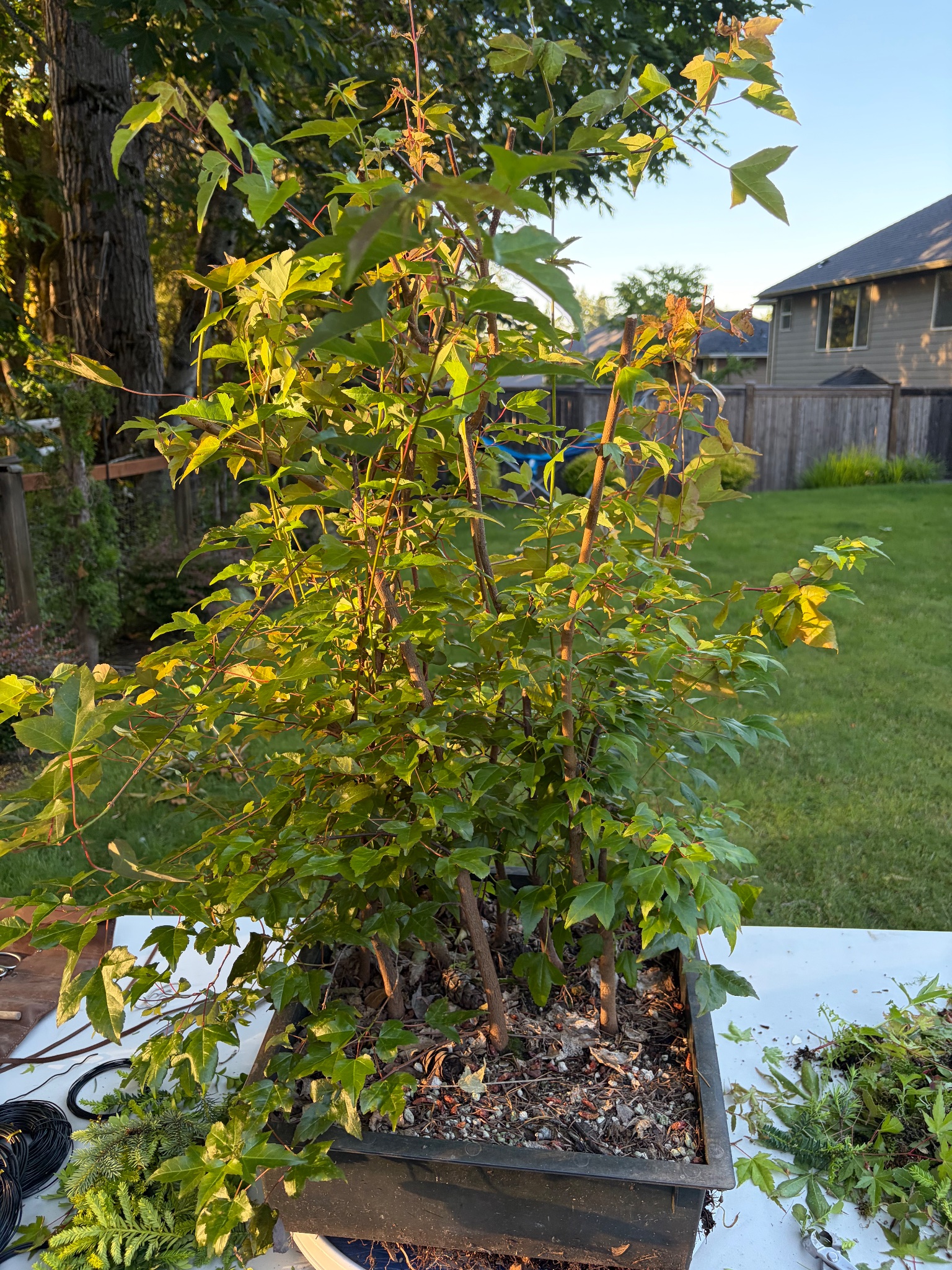 Trident Maple 2 — Prune — 2026-06-13