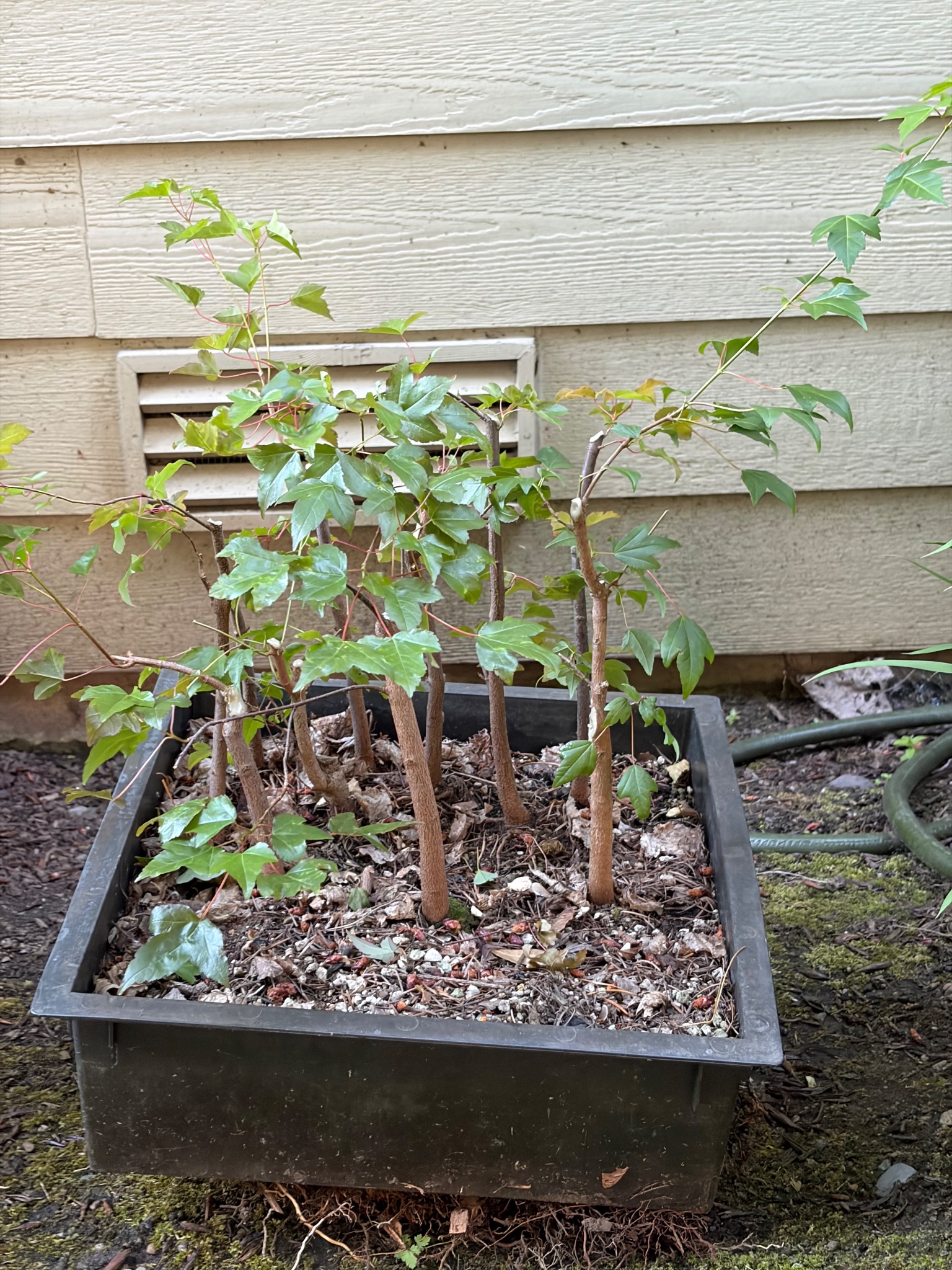 Trident Maple 2 — Prune — 2026-06-13