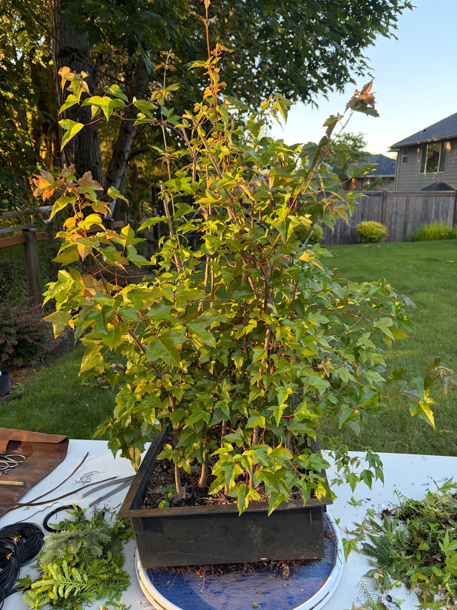 Trident Maple 2 — Prune — 2026-06-14