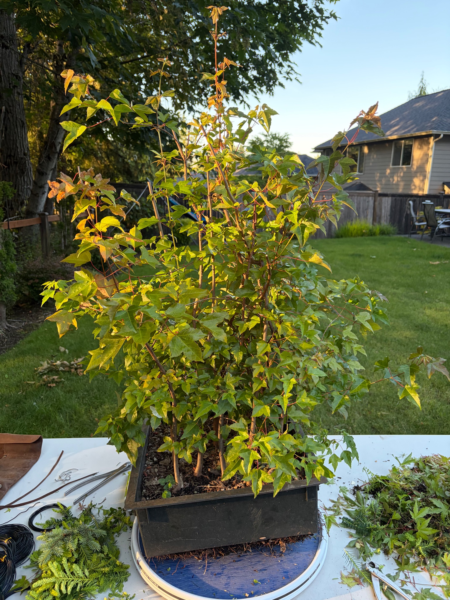 Trident Maple 2 — Prune — 2026-06-14