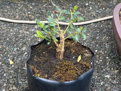 Boxwood 11