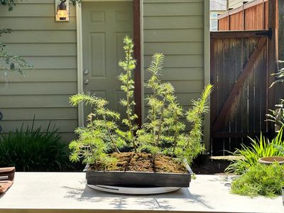 Japanese Larch 1