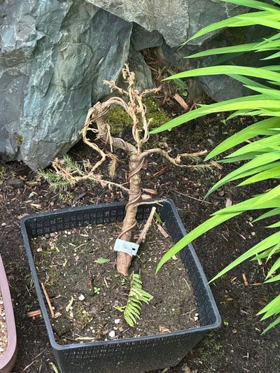 Colorado Blue Spruce 2