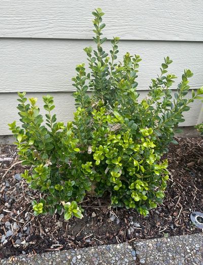 Boxwood 7