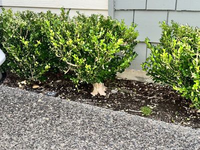 Boxwood 8