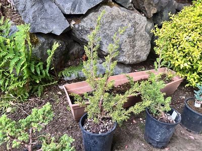 Juniper Kishu 1