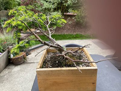 Canadian Hemlock 1