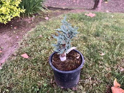 Blue Chip Juniper 1