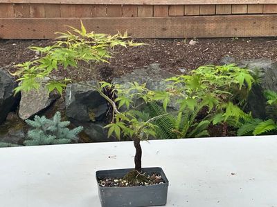 Japanese Maple 8
