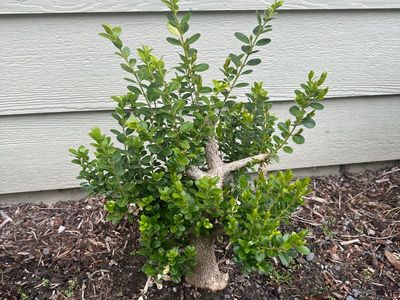 Boxwood 5
