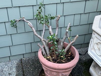 Dwarf Jade 1