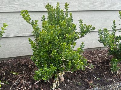 Boxwood 3