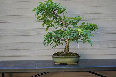 Hall's Crabapple 1