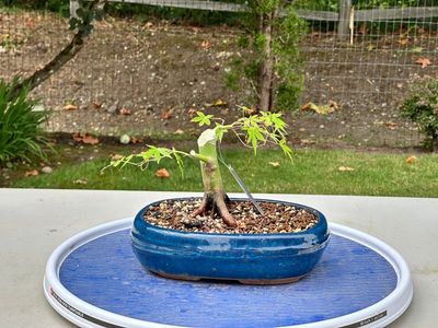 Japanese Maple 7