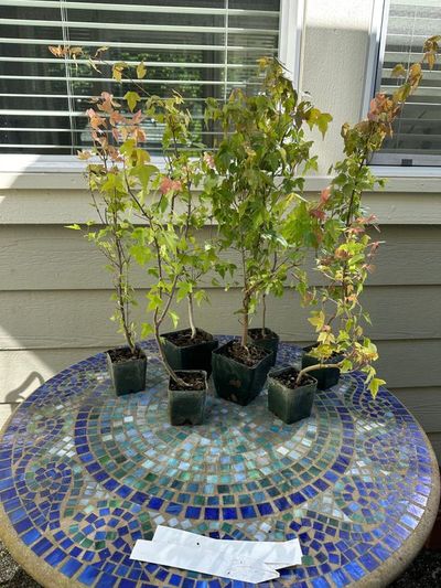 Trident Maple 1