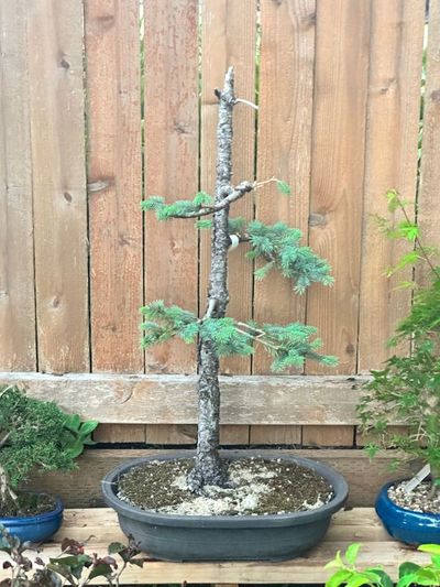 Colorado Blue Spruce 3
