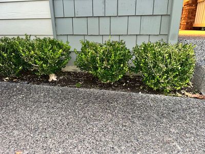 Boxwood 9