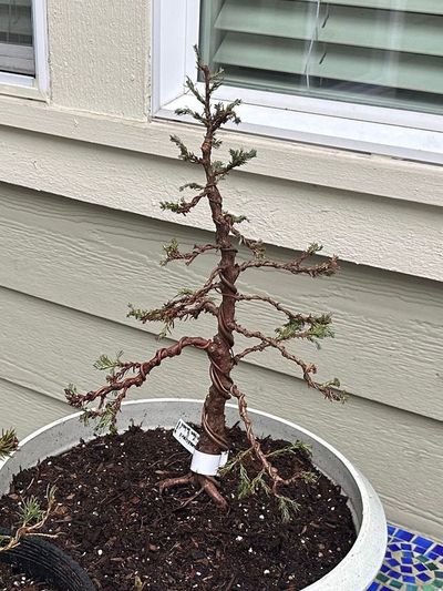 Sawara Cypress 1