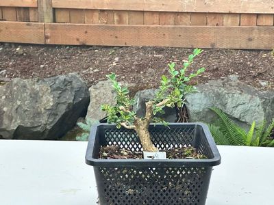 Boxwood 1