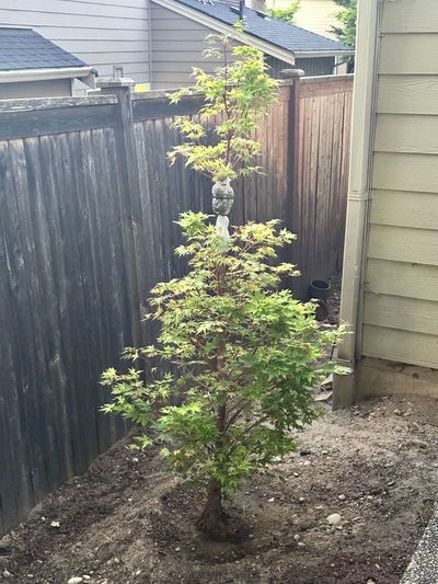 Japanese Maple 6