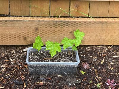 Big Leaf Maple 2