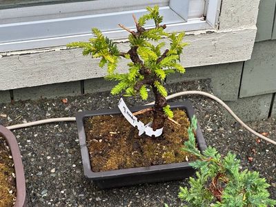 Japanese Yew 1