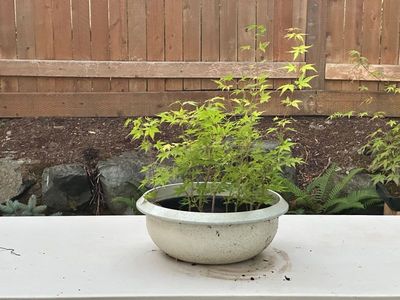 Japanese Maple 4
