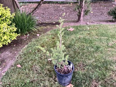 Juniper Kishu 2