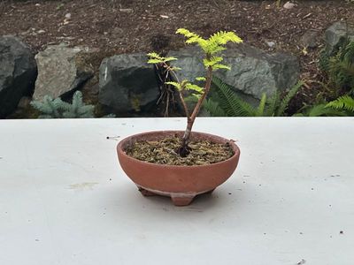 Dawn Redwood 2