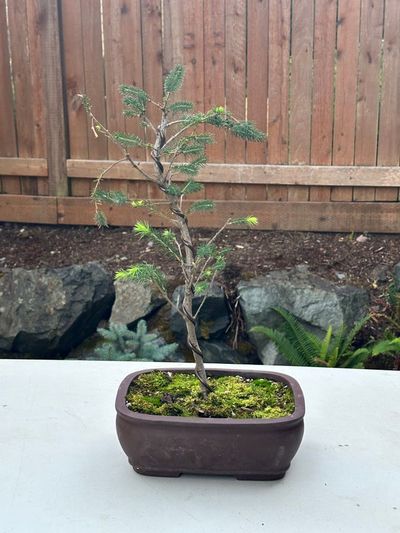 Engelmann Spruce 1