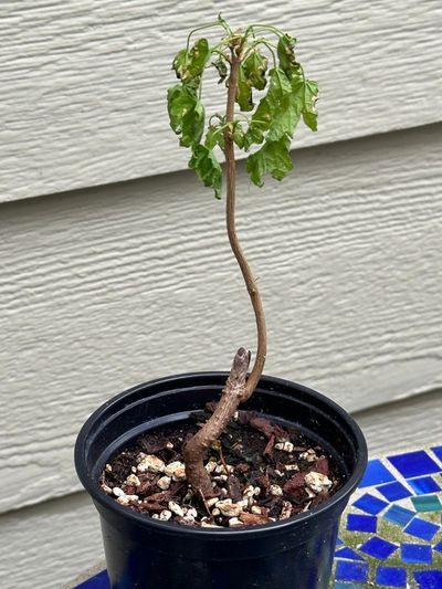 Big Leaf Maple 1