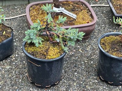 Blue Star Juniper 1