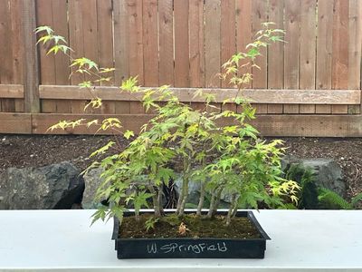 Japanese Maple 5