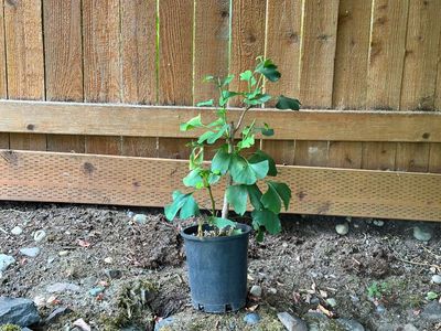 Ginkgo biloba 1