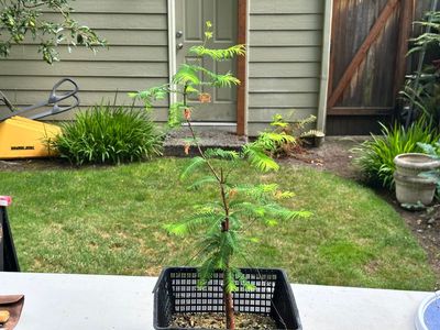 Dawn Redwood 1