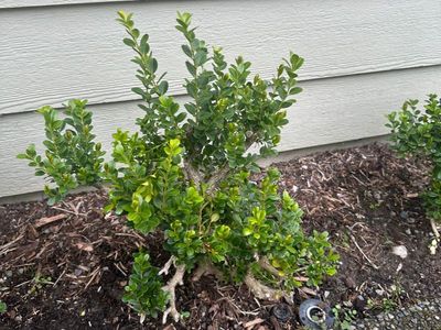 Boxwood 4