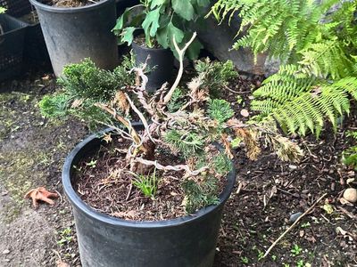 Juniper Kishu 4