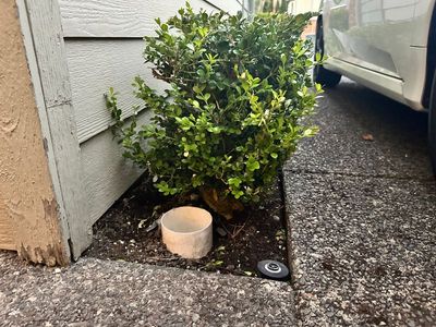 Boxwood 2