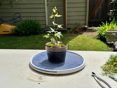 Japanese Maple 2