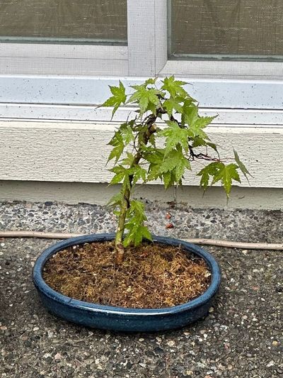 Japanese Maple 3