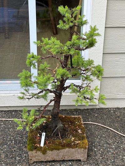 Dwarf Alberta Spruce 5